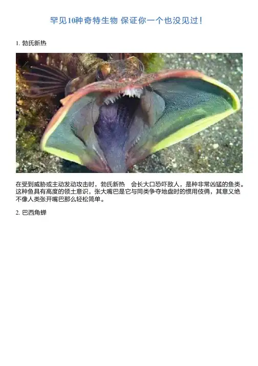 罕见10种奇特生物 保证你一个也没见过!