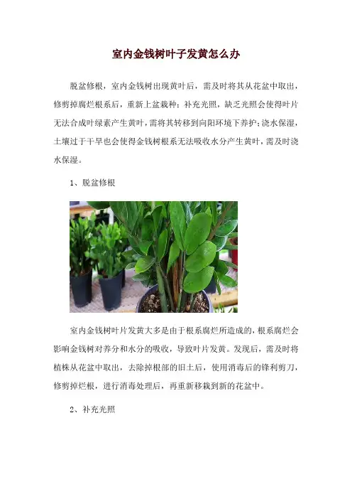 室内金钱树叶子发黄怎么办