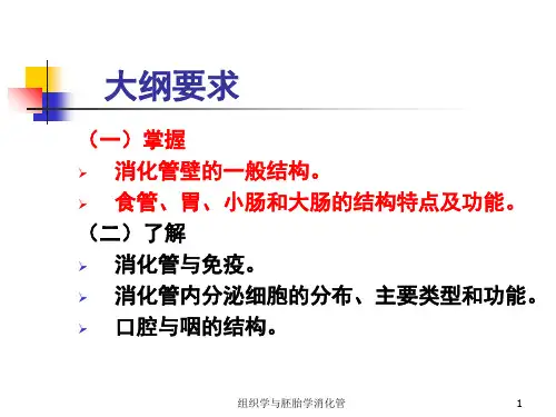 组织学与胚胎学消化管课件