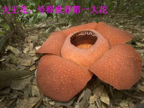 15奇异的植物世界课文解读