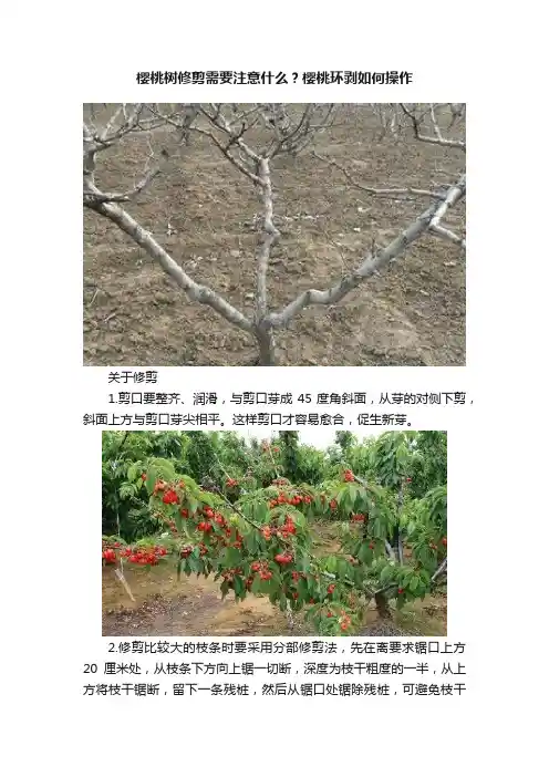 樱桃树修剪需要注意什么？樱桃环剥如何操作