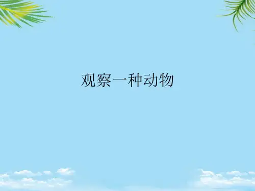 观察一种动物最全PPT