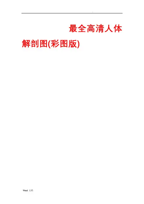 高清人体解剖图(彩图版)