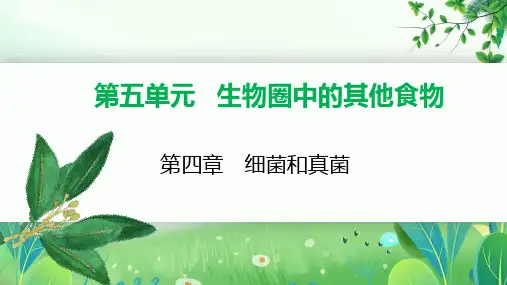 教版中考生物一轮复习课件第四章-细菌和真菌