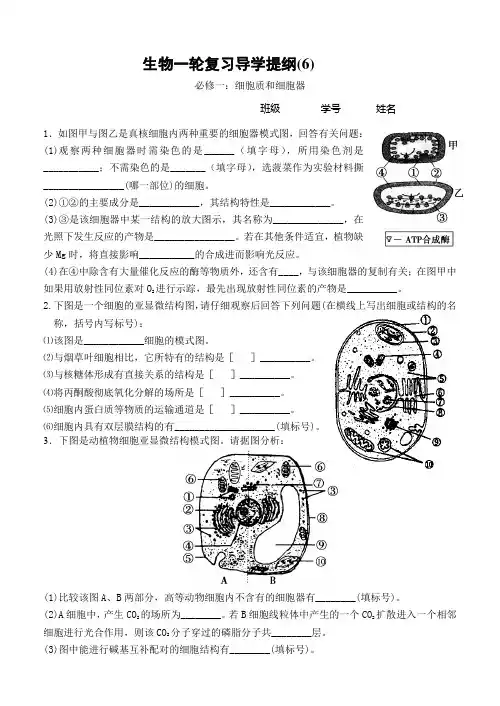 细胞质和细胞器