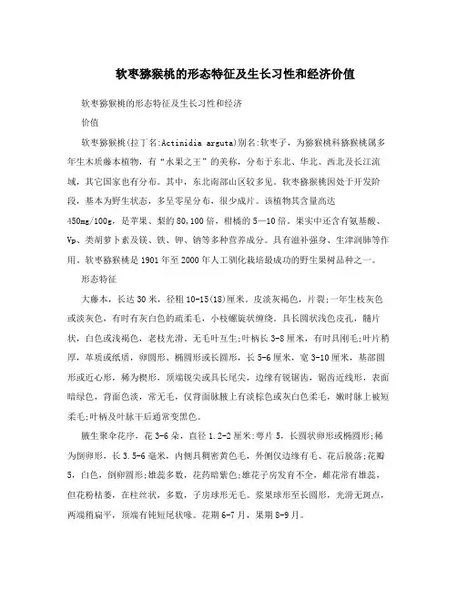 软枣猕猴桃的形态特征及生长习性和经济价值