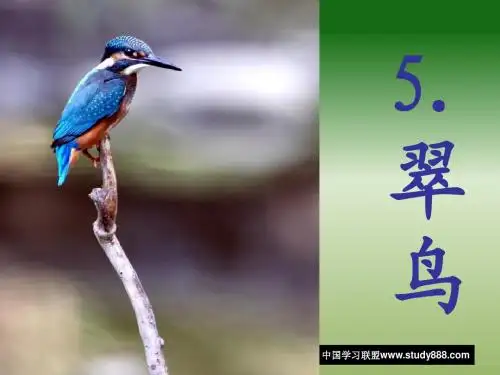 新《翠鸟》ppt课件
