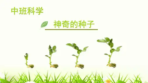 中班科学《神奇的种子》微课件