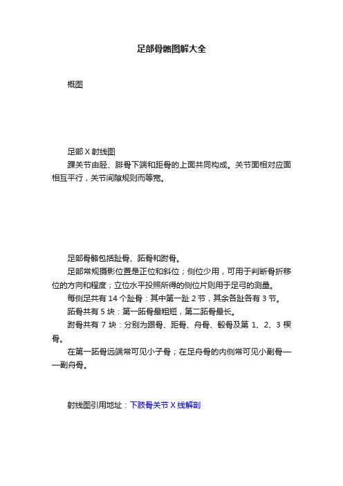 足部骨骼图解大全