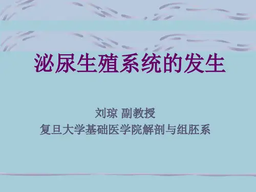 组织胚胎学 泌尿生殖系统的发育