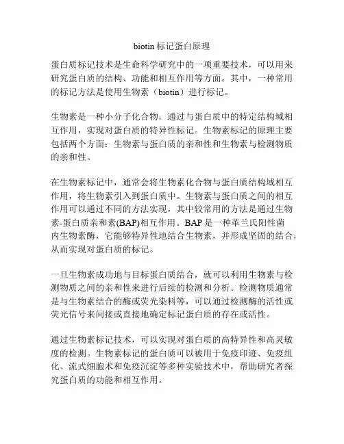 biotin标记蛋白原理