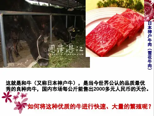 胚胎移植(课堂PPT)