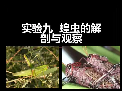 实验九 蝗虫的解剖与观察
