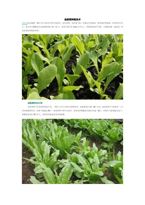 油麦菜种植技术