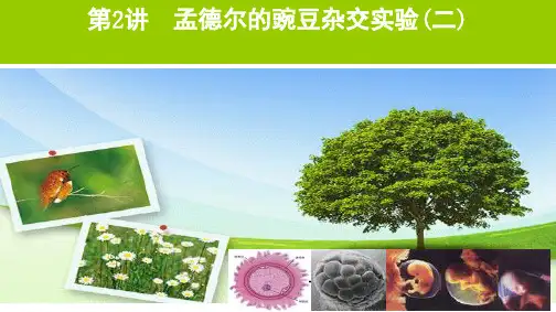 第5单元孟德尔的豌豆杂交实验(二)PPT2021届高考生物一轮复习
