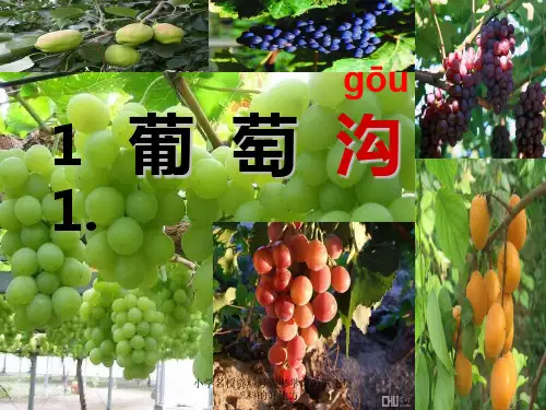 最新部编人教版二年级语文上册《葡萄沟》精品课件