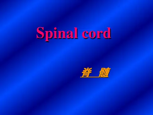 脊髓解剖