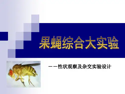 遗传实验03：果蝇综合大实验- ...