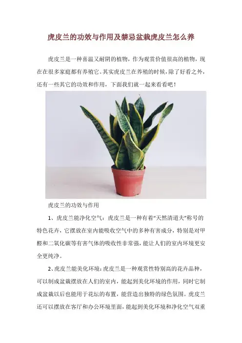 虎皮兰的功效与作用及禁忌 盆栽虎皮兰怎么养