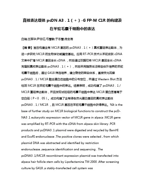 真核表达载体 pcDN A3．1（＋）-G FP-M C1R 的构建及在羊驼毛囊干细胞中的表达