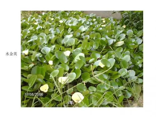 室内水培类盆栽植物精选