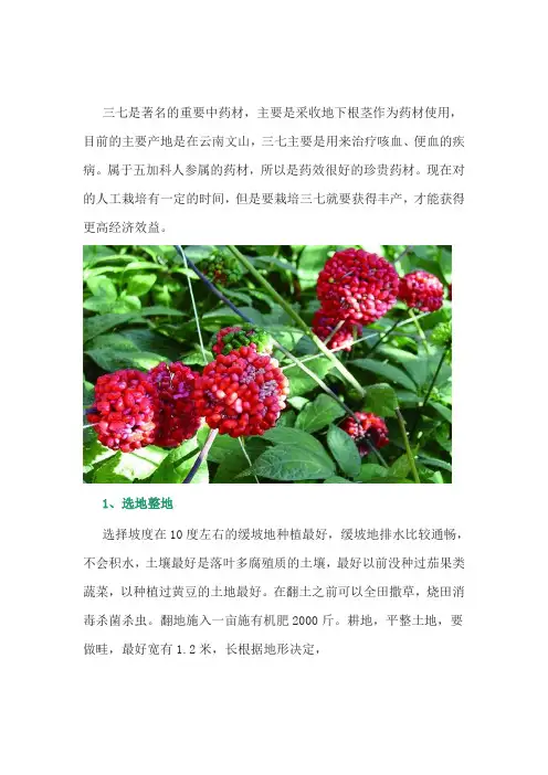 中药材三七高产栽培技术
