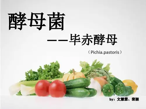 毕赤酵母菌