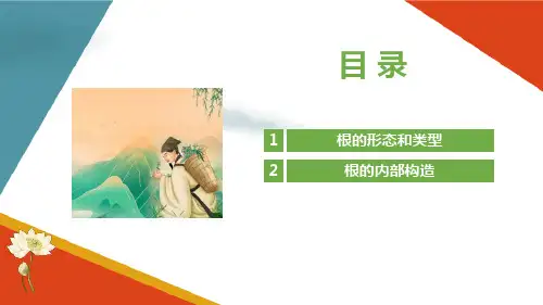 认识药用植物根的特征 根的内部构造 根的次生构造 药用植物识别课件