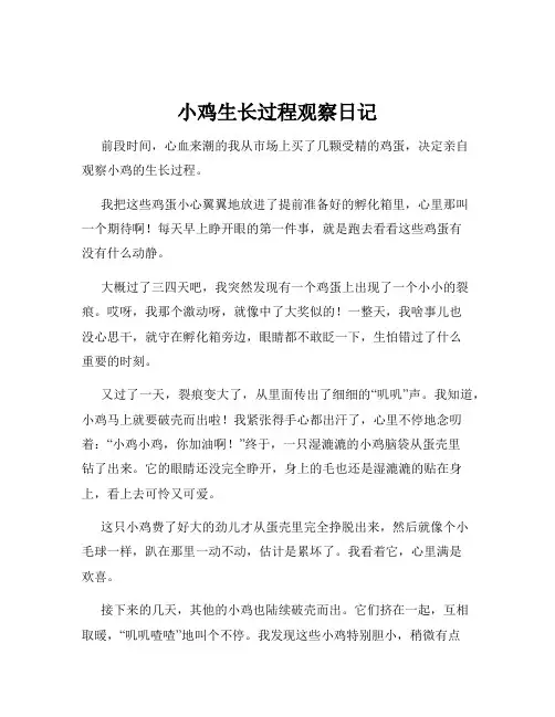 小鸡生长过程观察日记