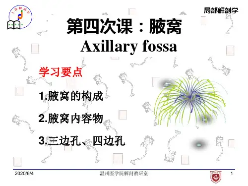 --【局部解剖学】4-腋窝.ppt
