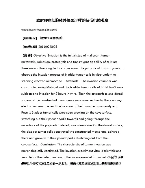 膀胱肿瘤细胞体外侵袭过程的扫描电镜观察