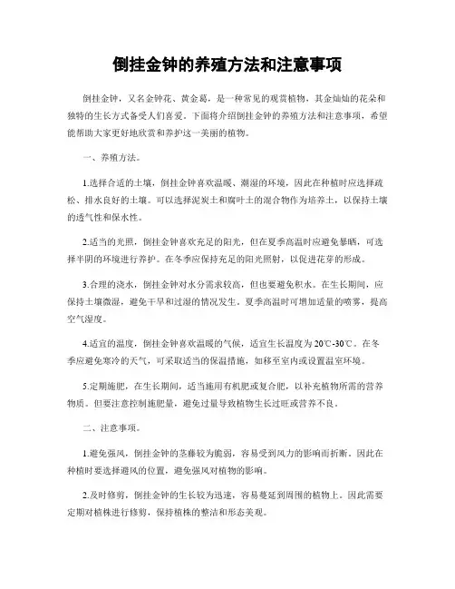 倒挂金钟的养殖方法和注意事项