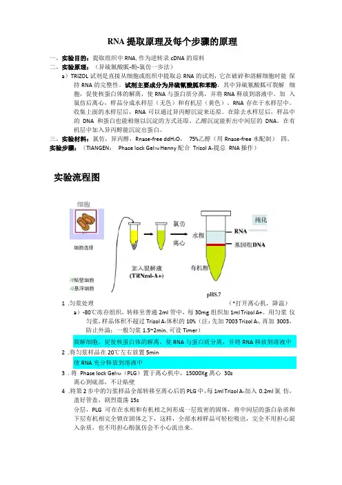 RNA提取-反转录-半定量PCR