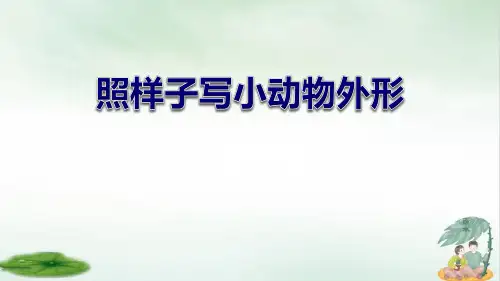 《昆虫备忘录》完美版(共13张PPT)