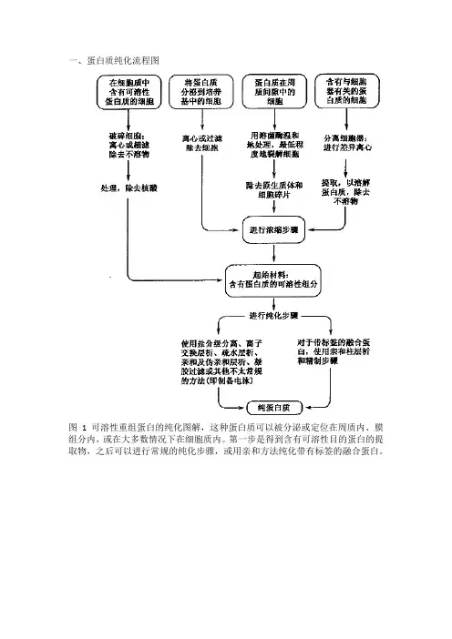 GST融合蛋白表达与纯化