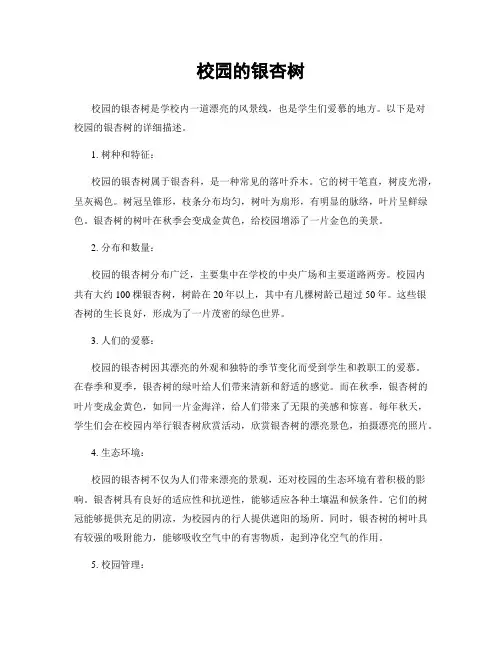 校园的银杏树