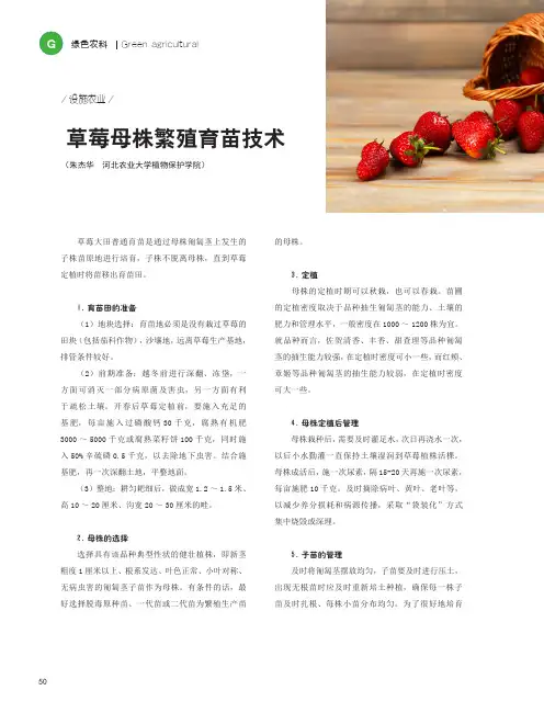 草莓母株繁殖育苗技术