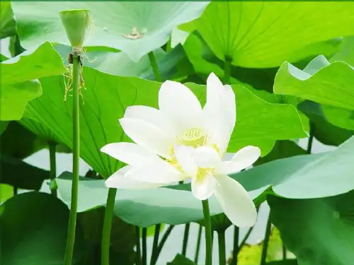 苏教版三年级下册12课荷花课件