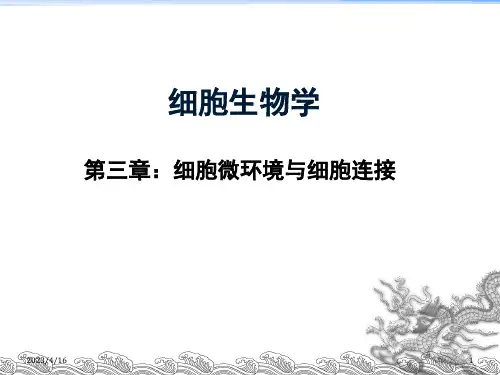 医学细胞生物学-细胞连接