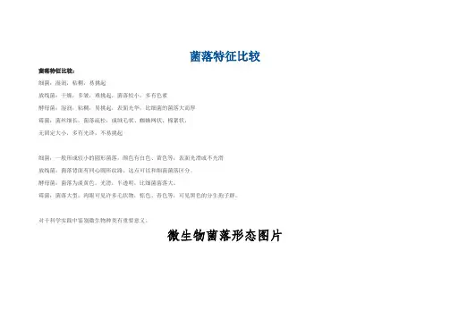 常见微生物菌落形态.