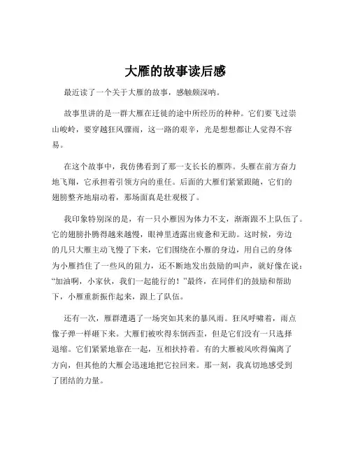 大雁的故事读后感