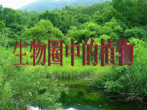 生物圈中的绿色植物(复习课件)