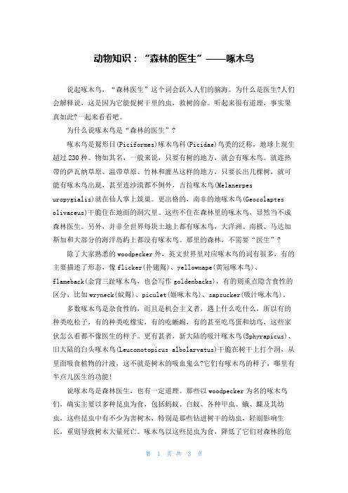动物知识：“森林的医生”——啄木鸟
