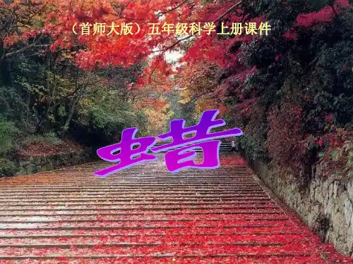 五年级上6 蜡 首师大版PPT课件