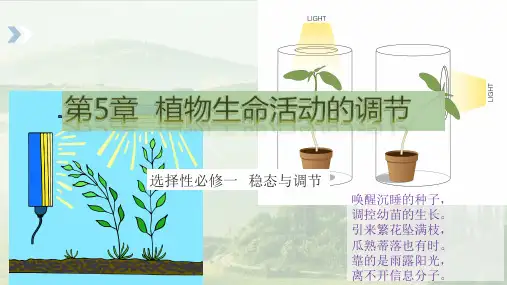 其他植物激素-高二生物教学精品课件(人教版2019选择性必修1)