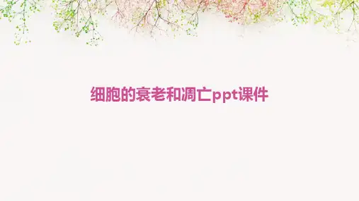 细胞的衰老和凋亡ppt课件