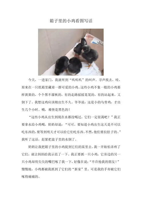 箱子里的小鸡看图写话