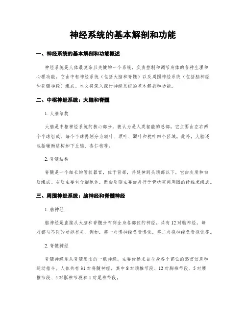 神经系统的基本解剖和功能