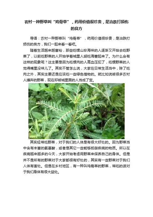 农村一种野草叫“鸡骨草”，药用价值很珍贵，是治跌打损伤的良方
