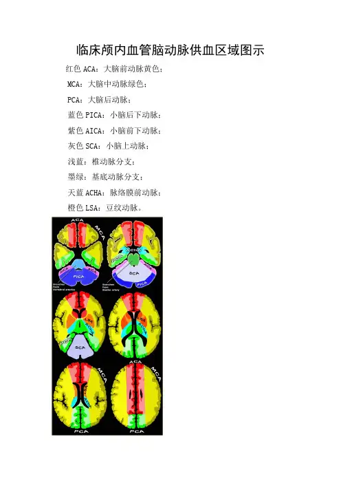 临床颅内血管脑动脉供血区域图示